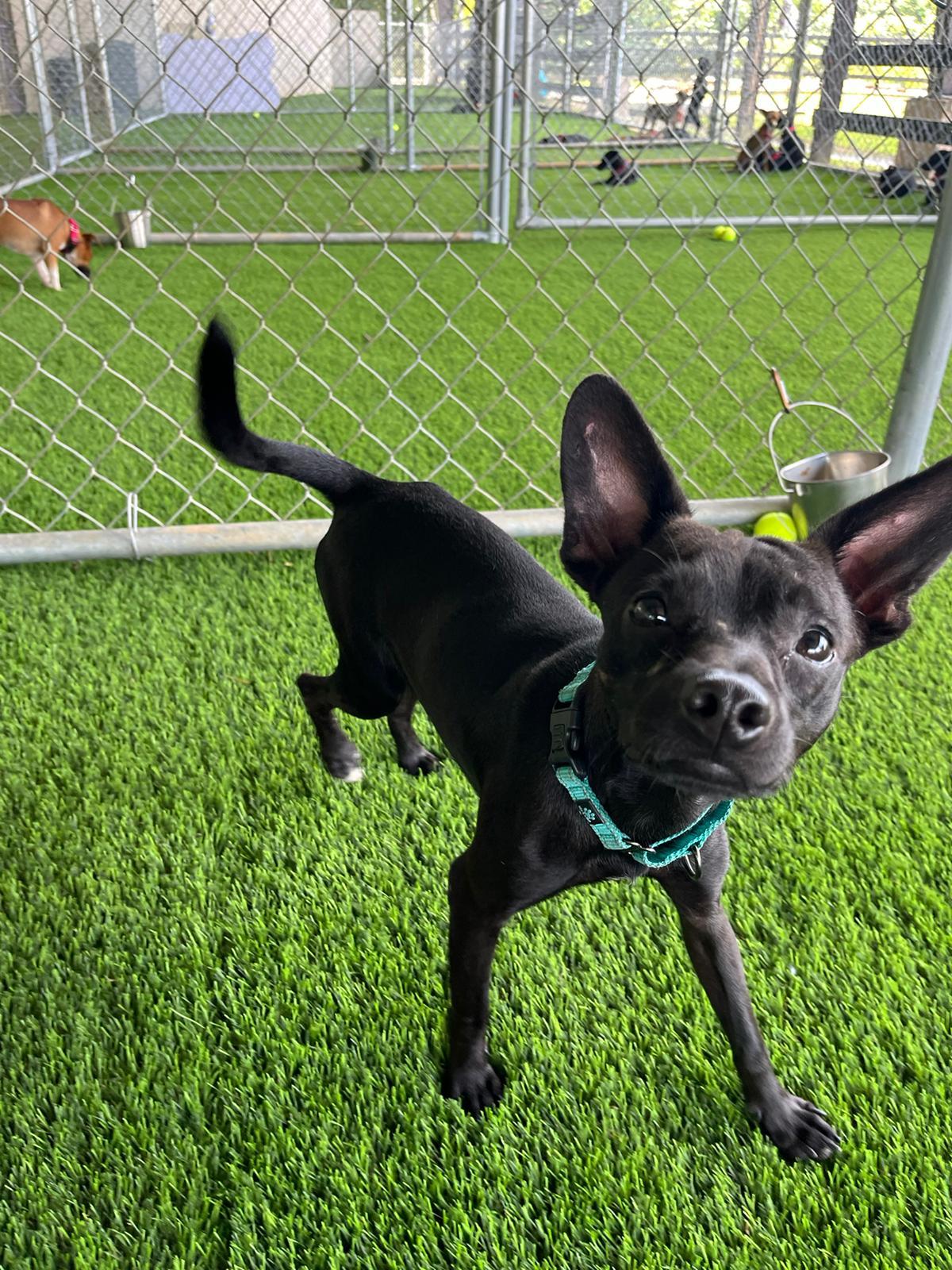 Tyler, a Adoptable mixed breed in Morristown, NJ image 4/5