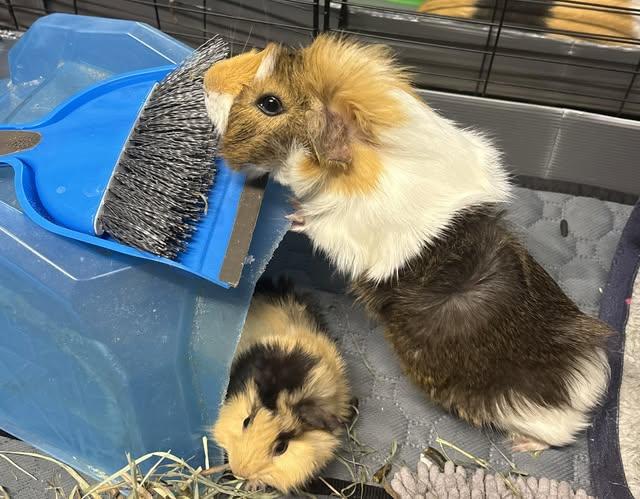 Enlarge Oscar and Grover, a Adoptable Guinea Pig in Amherst, NY image 1/3