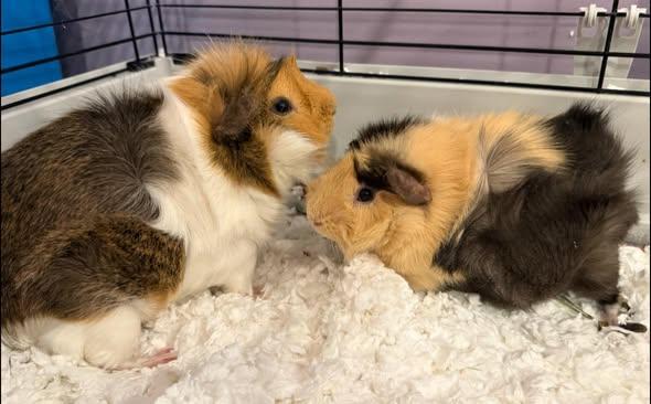 Enlarge Oscar and Grover, a Adoptable Guinea Pig in Amherst, NY image 2/3