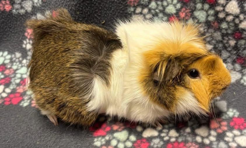Oscar, Adoptable, Young Male Guinea Pig.