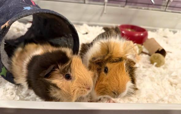Enlarge Oscar and Grover, a Adoptable Guinea Pig in Amherst, NY image 3/3
