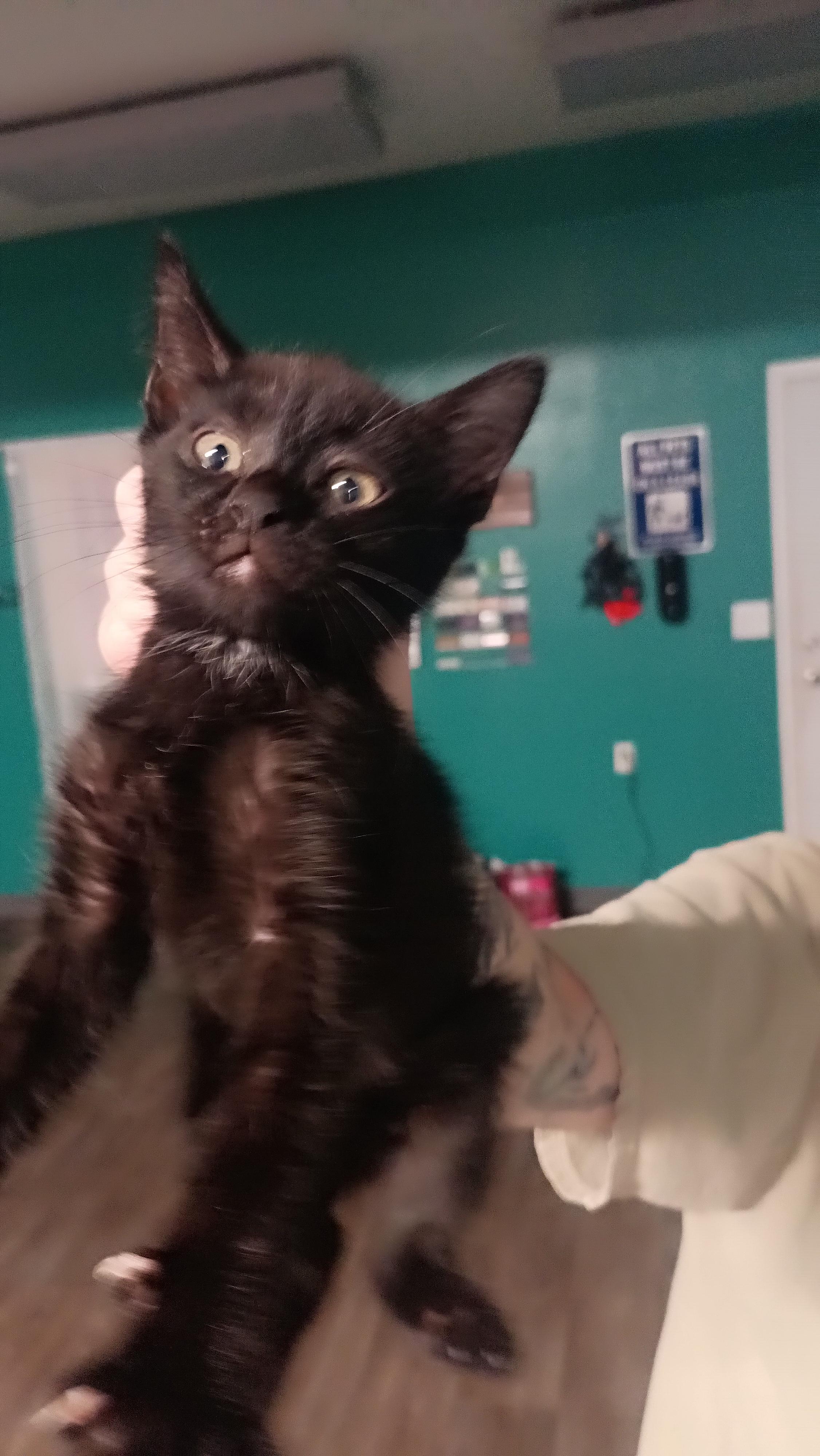 Enlarge Norbit, a Adoptable mixed breed in Wasilla, AK image 2/4