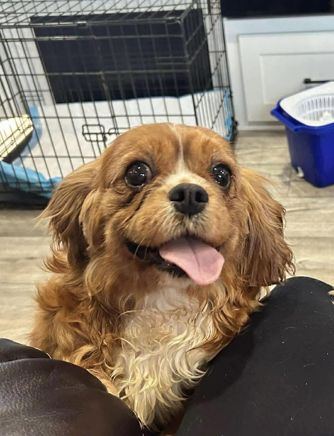 Lourdes, Adoptable, Adult Female Cavalier King Charles Spaniel.