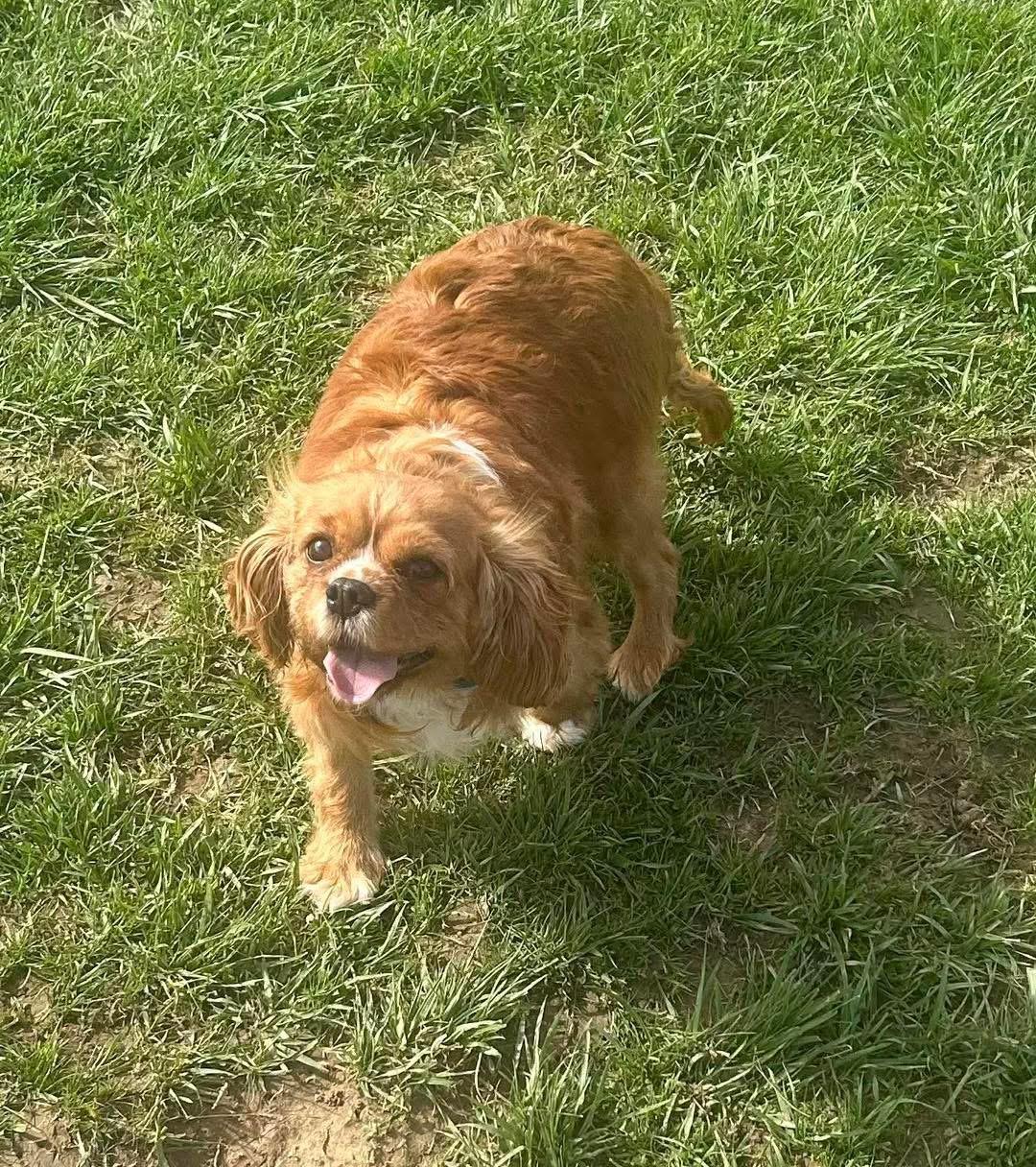 Enlarge Lourdes, a Adoptable Cavalier King Charles Spaniel in Richmond, KY image 2/2