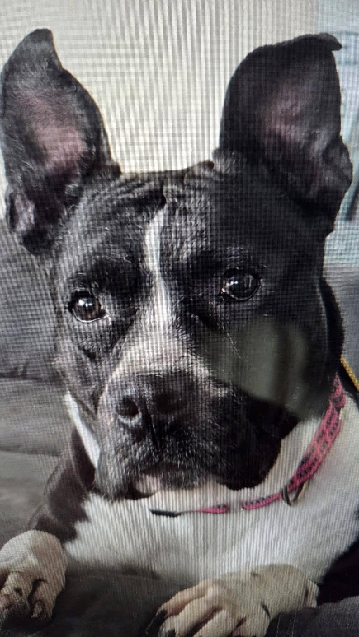 Enlarge Panda, a ADOPTABLE Pit Bull Terrier in Niles, IL image 2/2