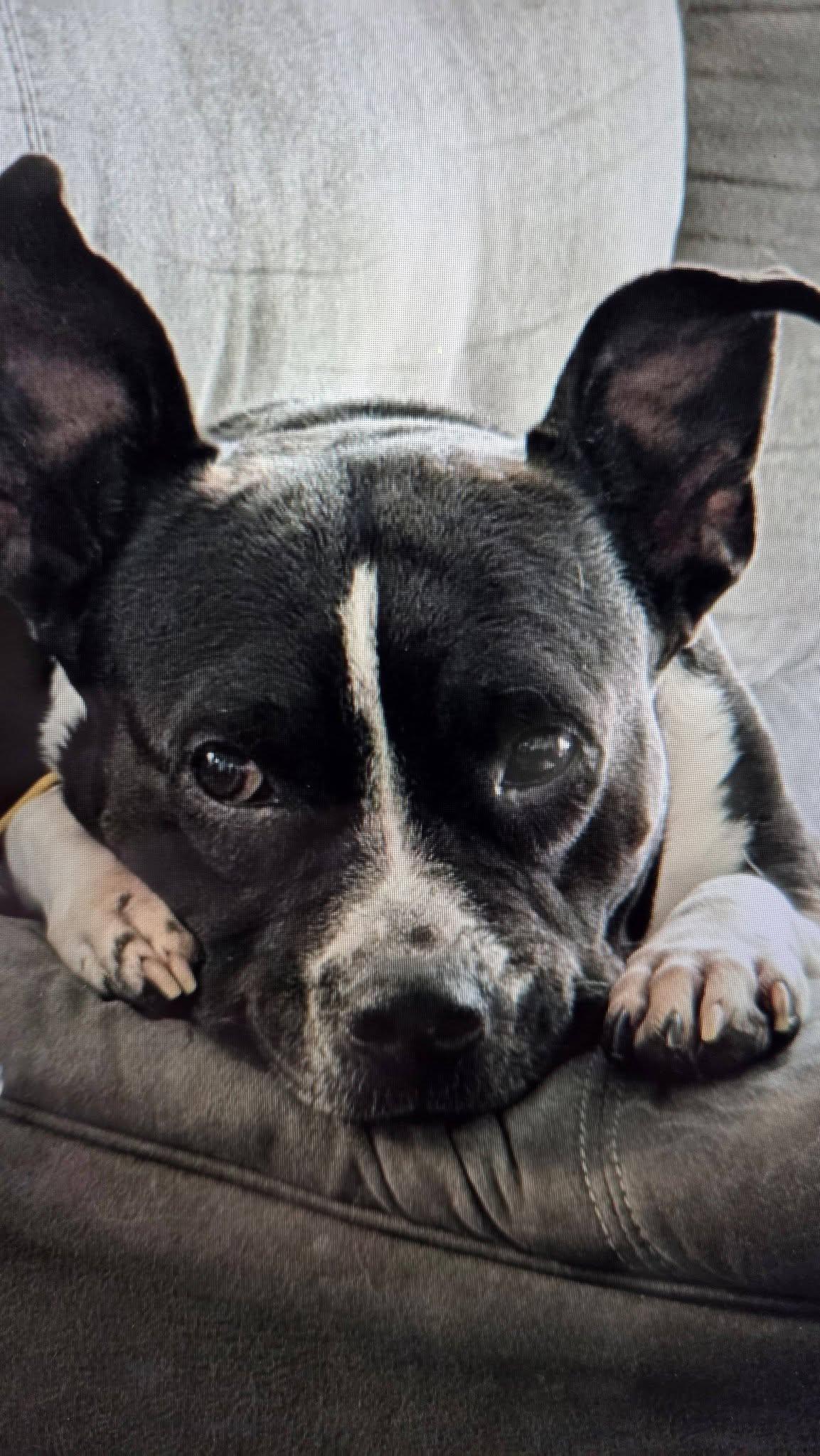 Panda, ADOPTABLE, Adult Female Pit Bull Terrier.