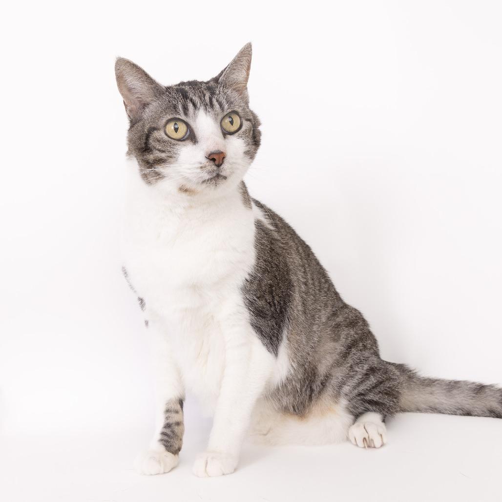 Henry, Adoptable, Senior Male Domestic Medium Hair.