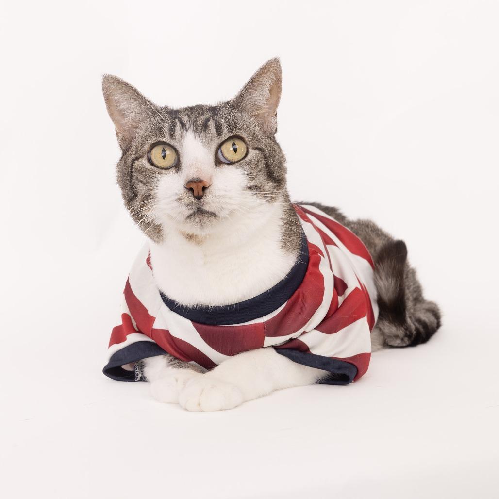 Henry, a Adoptable Domestic Medium Hair in Franklin, TN image 2/4
