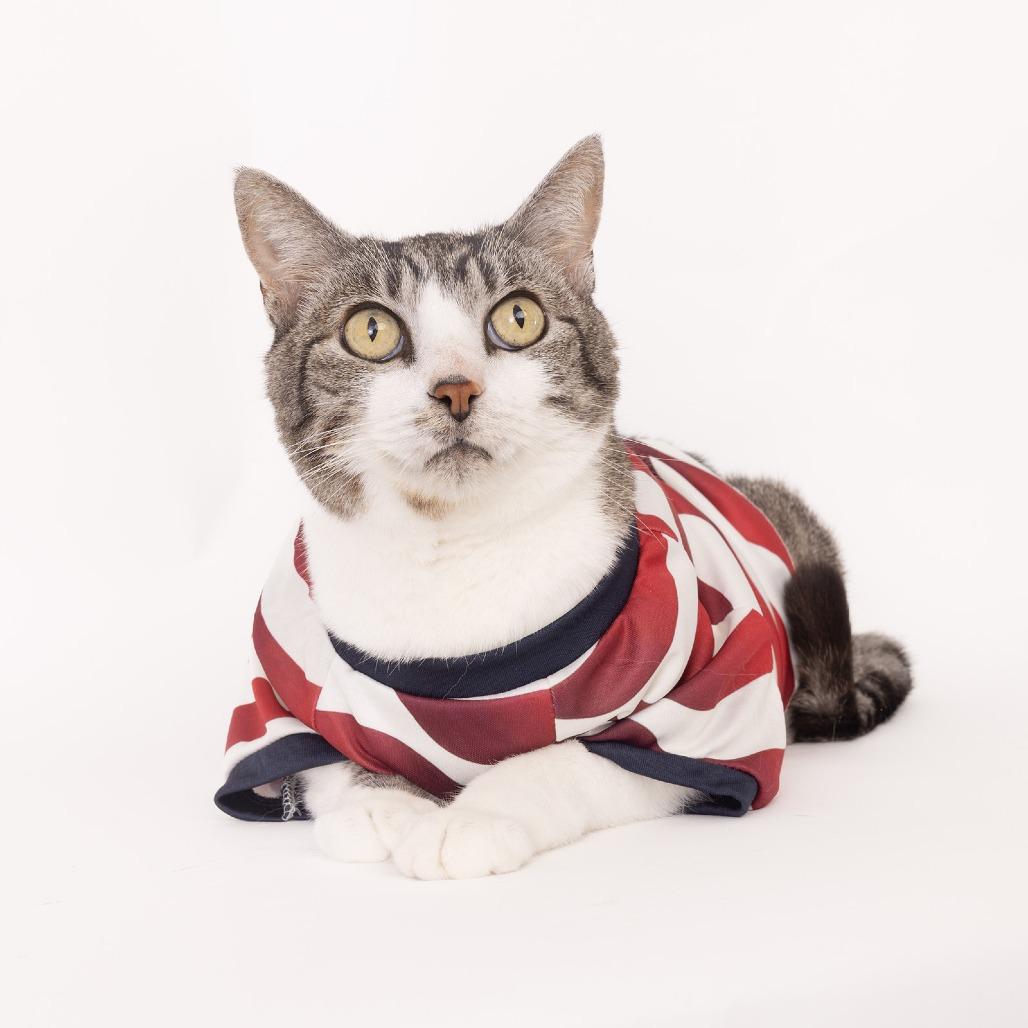 Henry, a Adoptable Domestic Medium Hair in Franklin, TN image 3/4