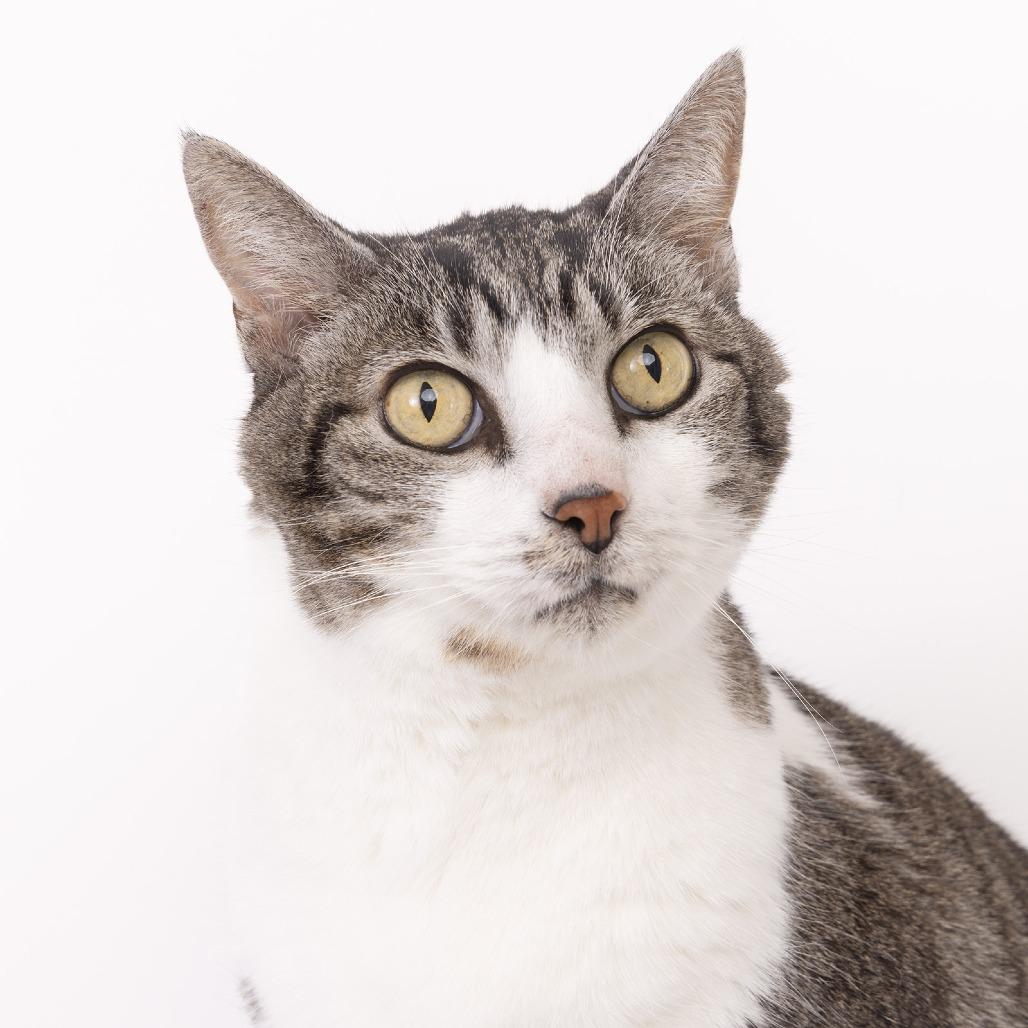 Henry, a Adoptable Domestic Medium Hair in Franklin, TN image 4/4