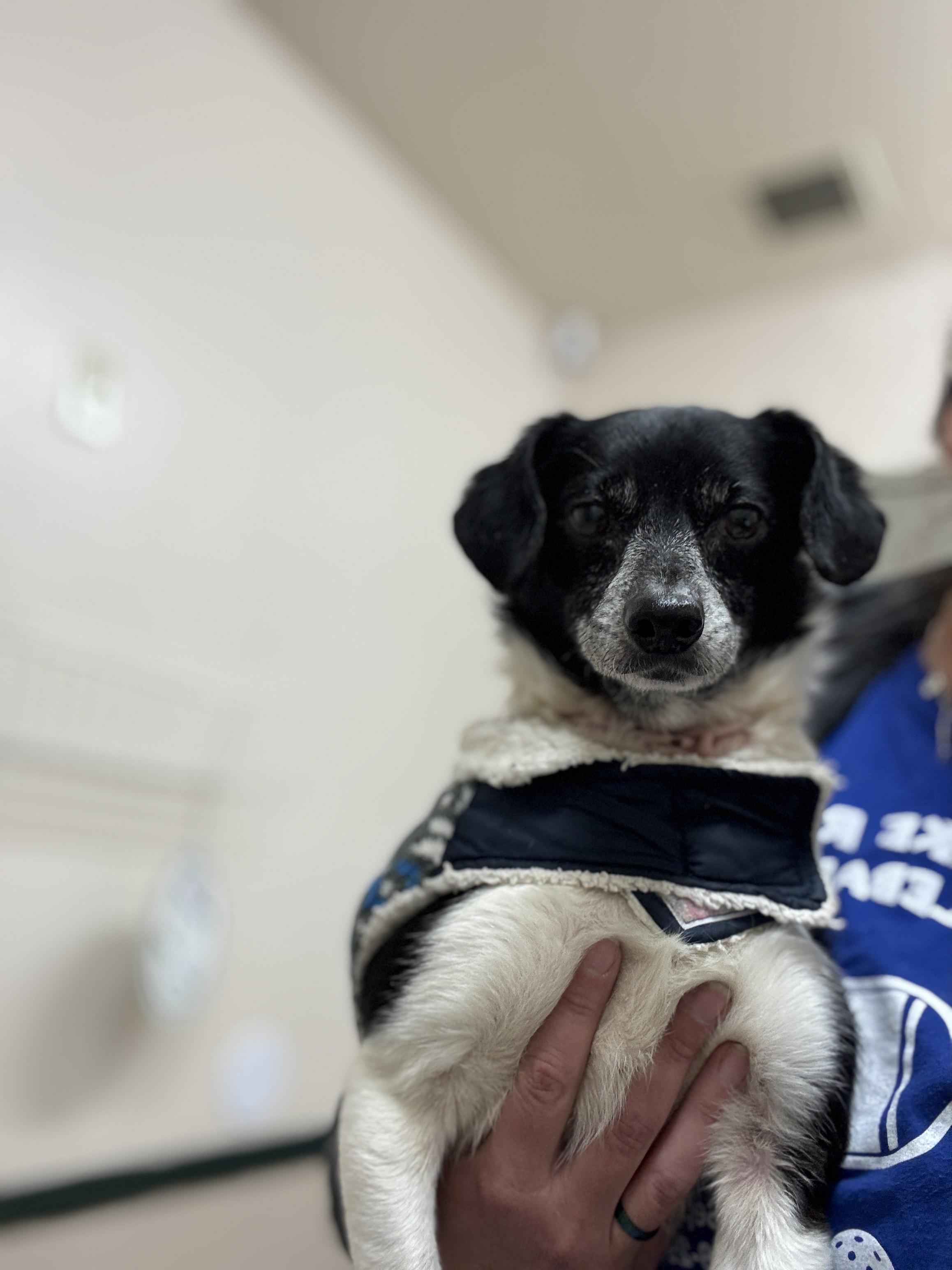 Enlarge Peanut, a Adopted Chihuahua in Hawkins, TX image 1/3