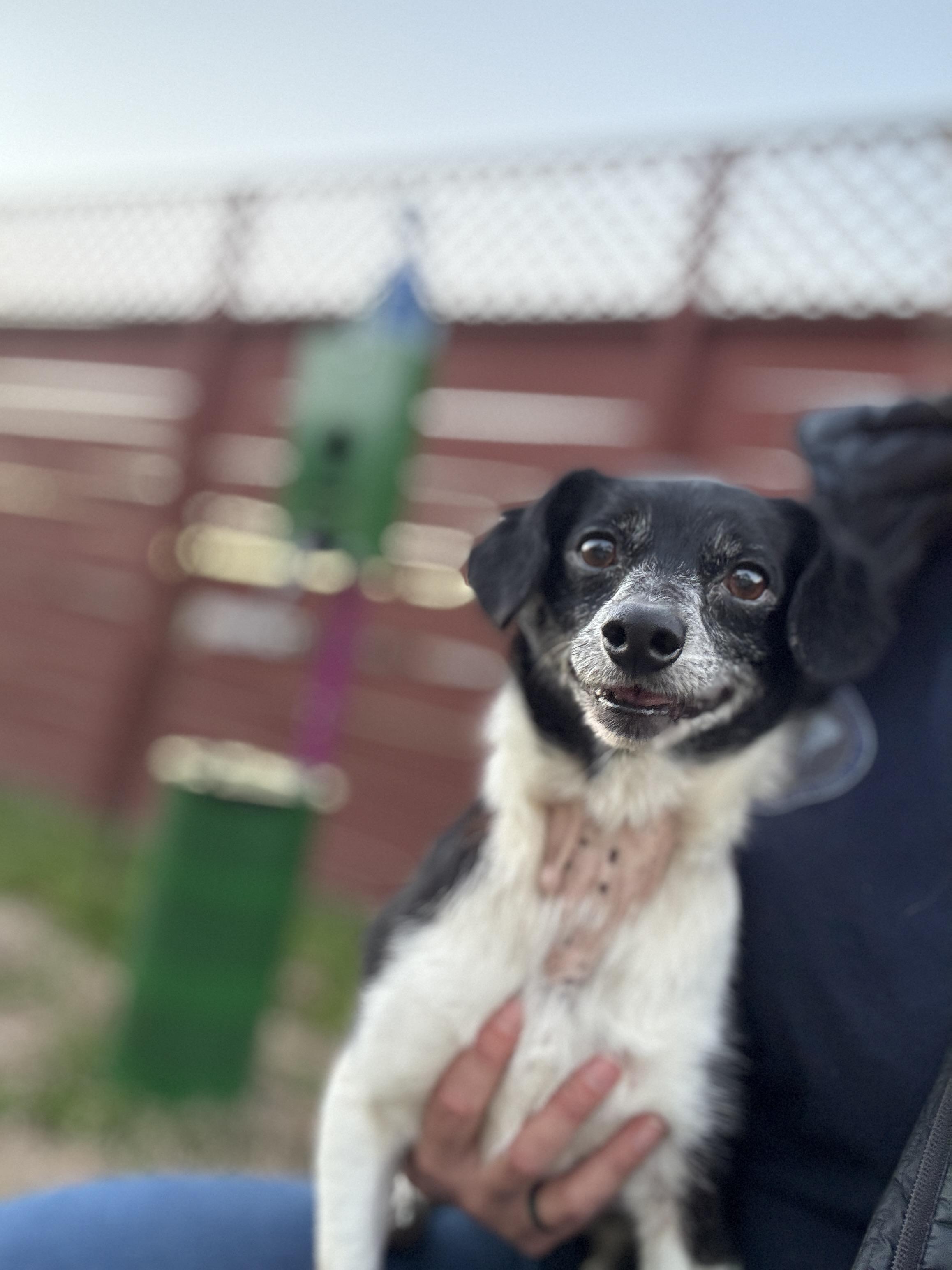 Enlarge Peanut, a Adopted Chihuahua in Hawkins, TX image 2/3