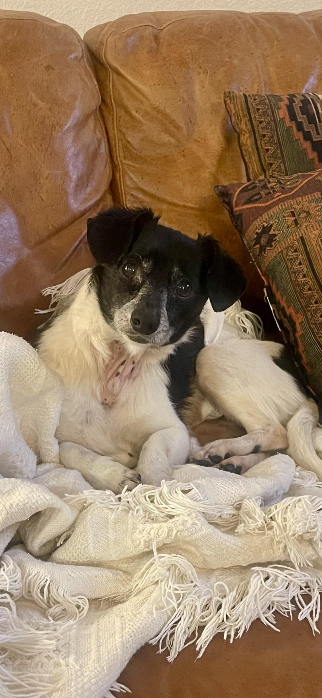 Enlarge Peanut, a Adopted Chihuahua in Hawkins, TX image 3/3