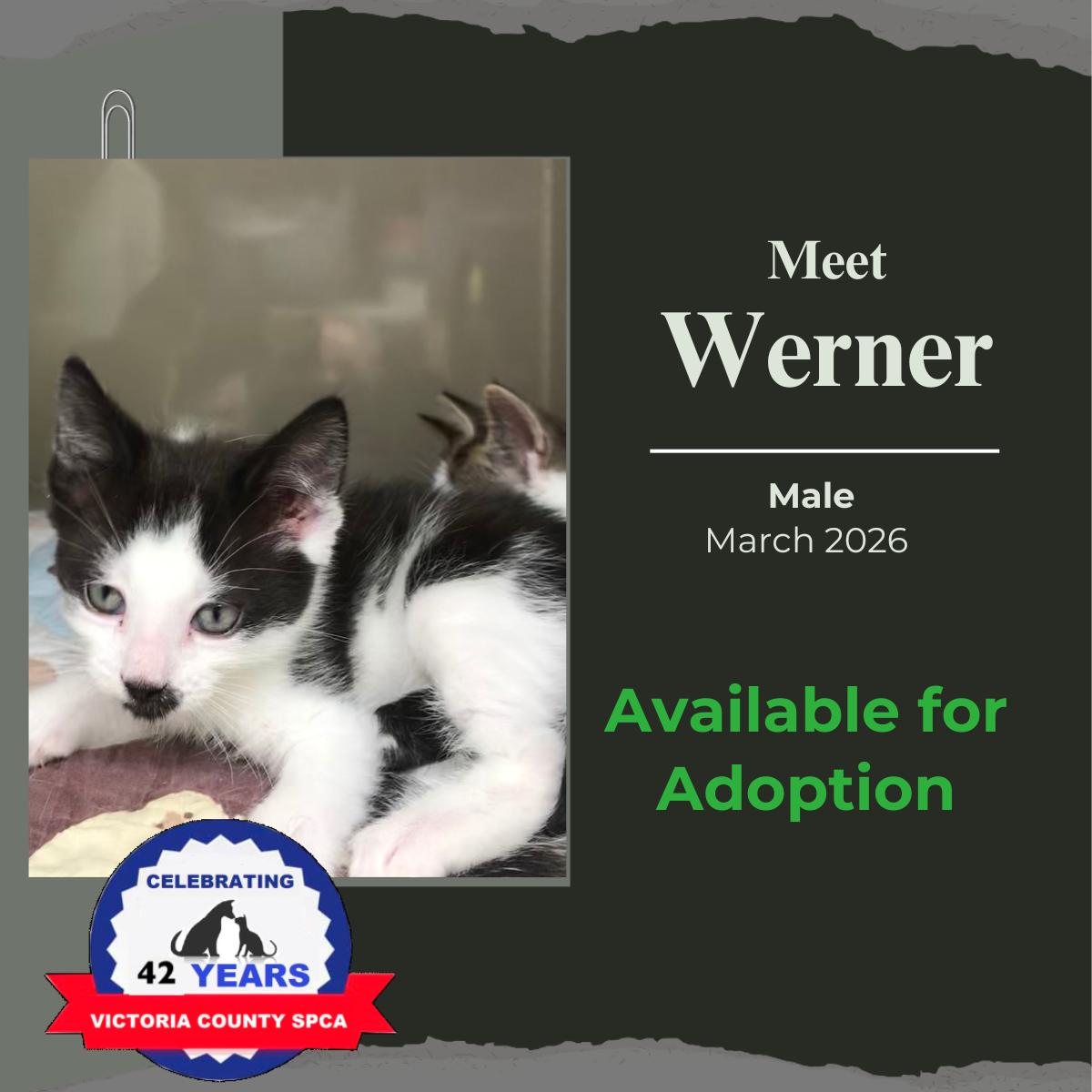 Enlarge Werner, a Adoptable Domestic Short Hair in Arthurette, NB image 1/1
