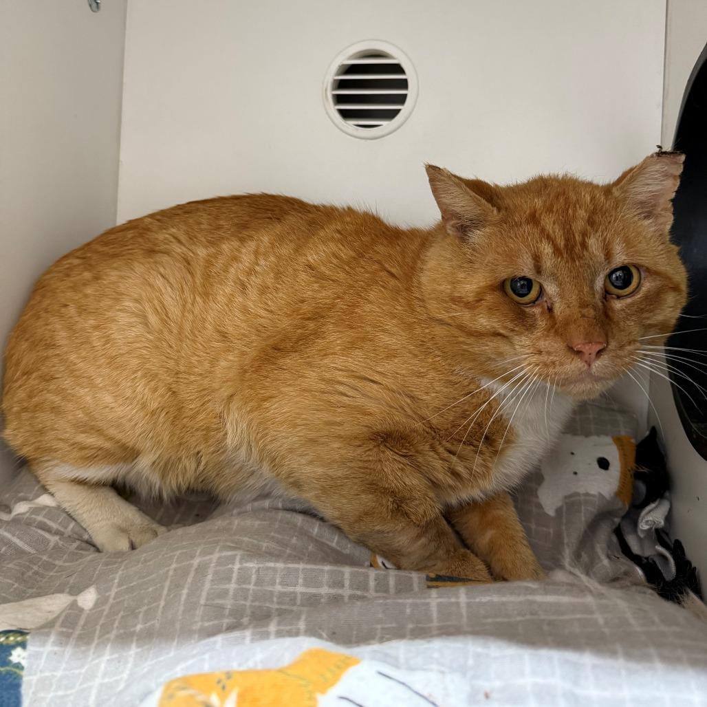 Marmalade, Adoptable, Adult Male Domestic Short Hair.