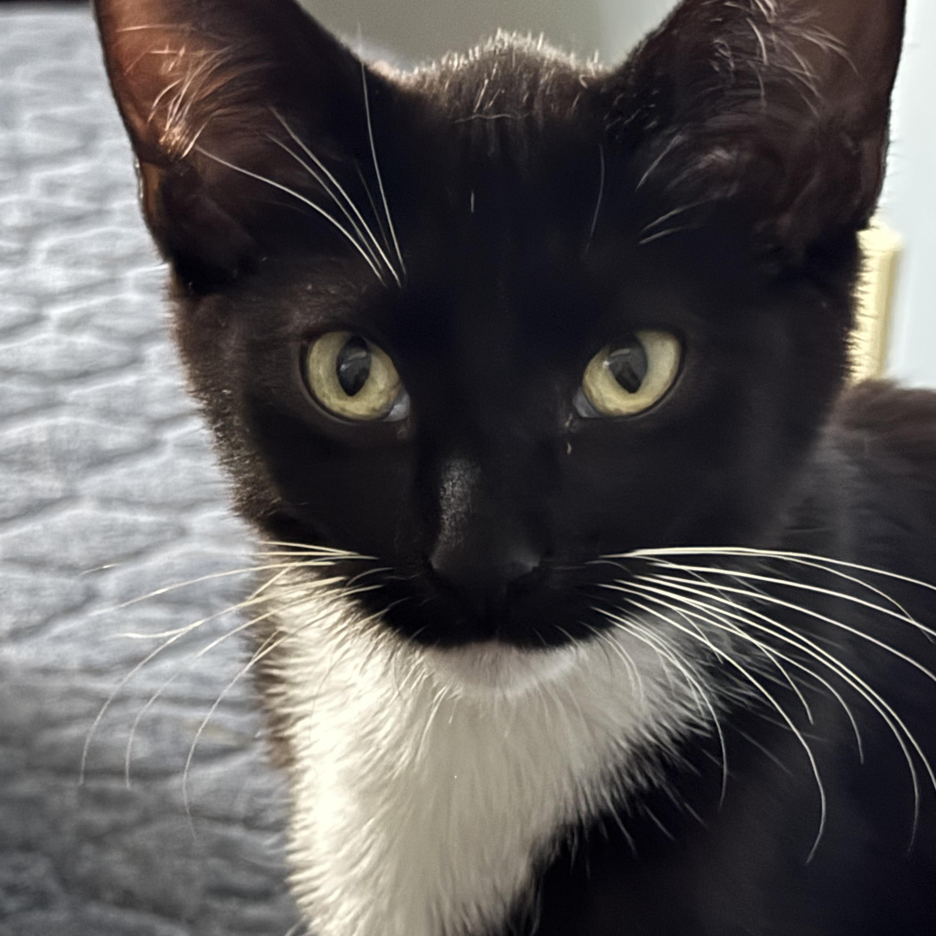 Enlarge Birdie, a ADOPTABLE Domestic Short Hair in Minneapolis, MN image 3/3