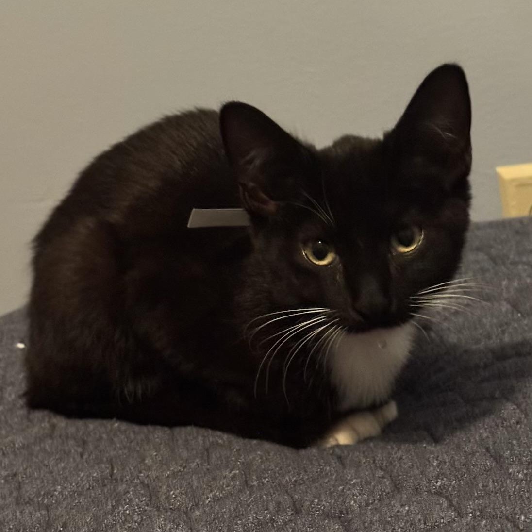 Enlarge Birdie, a ADOPTABLE Domestic Short Hair in Minneapolis, MN image 2/3