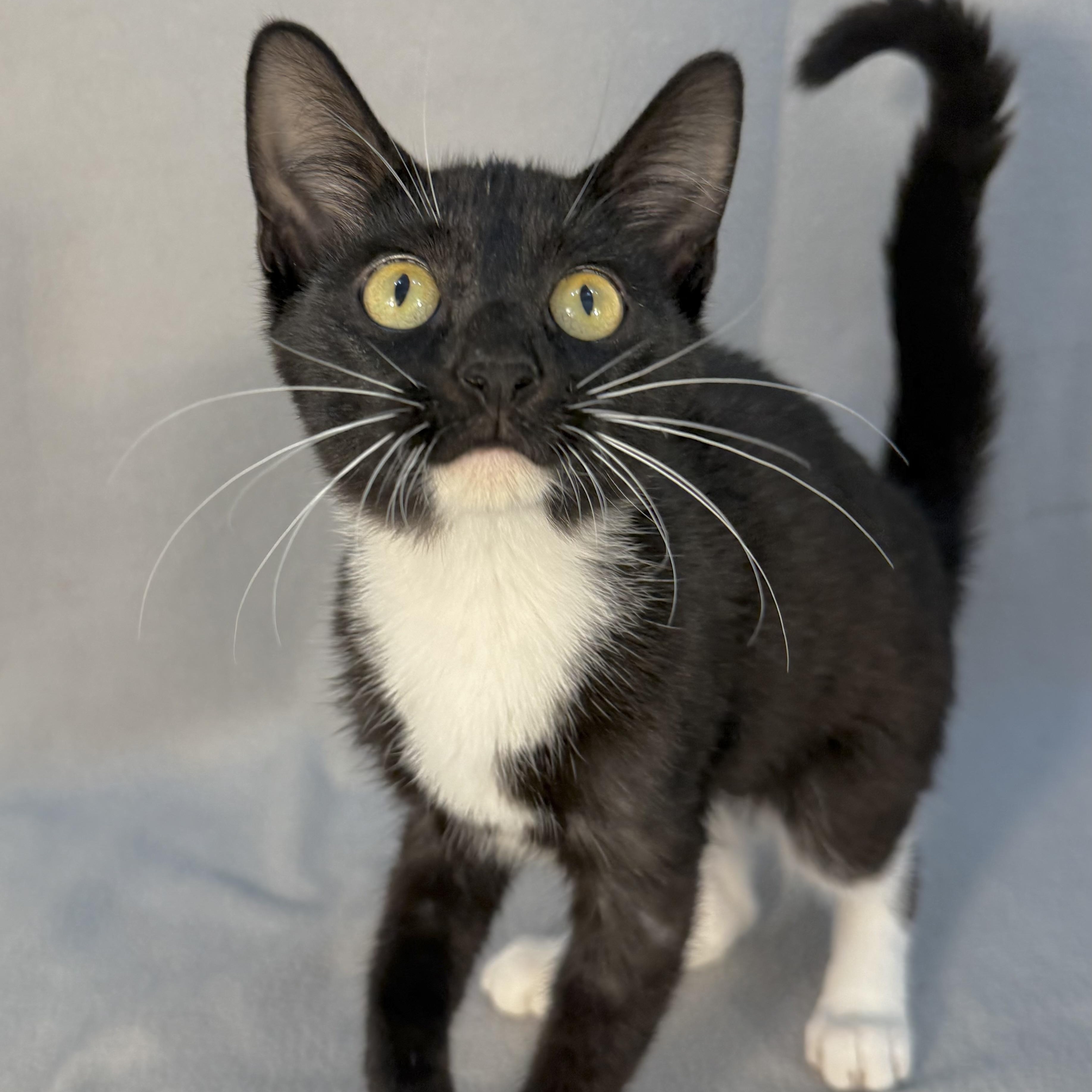 Enlarge Birdie, a ADOPTABLE Domestic Short Hair in Minneapolis, MN image 1/3