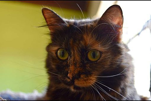 Crystal, Adopted, Adult Female Dilute Tortoiseshell.