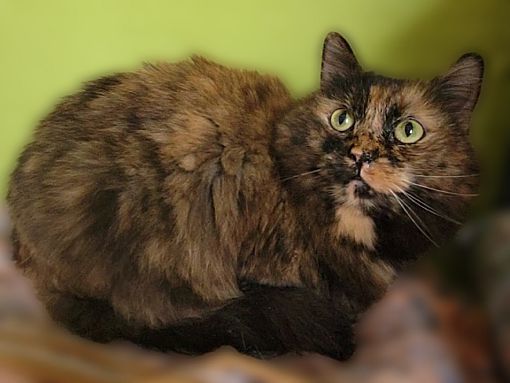 Crystal, a Adopted Dilute Tortoiseshell in Scottsdale, AZ image 2/4