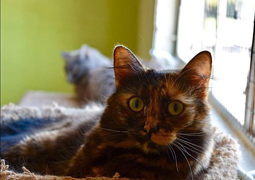 Crystal, a Adopted Dilute Tortoiseshell in Scottsdale, AZ image 3/4