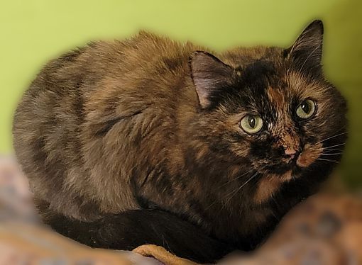Crystal, a Adopted Dilute Tortoiseshell in Scottsdale, AZ image 4/4