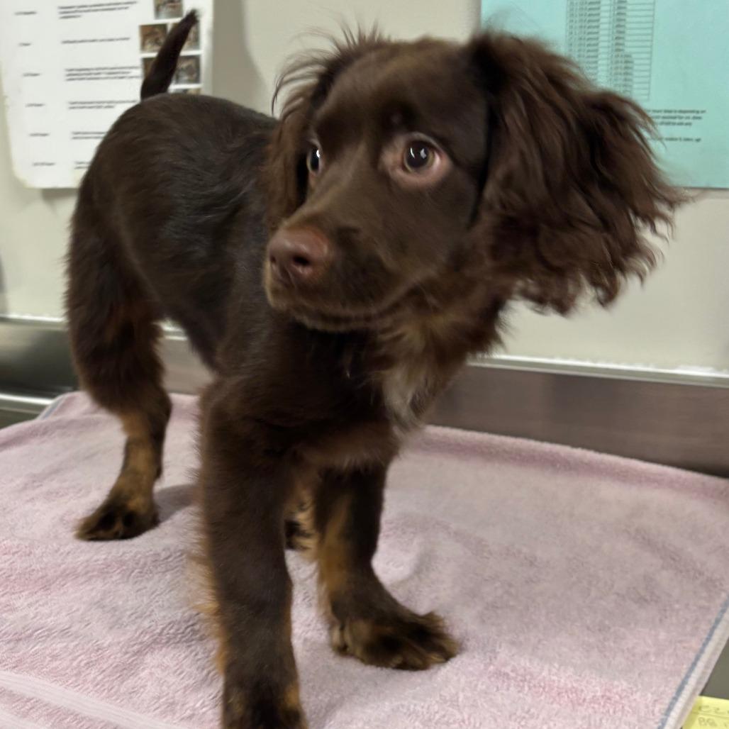 Enlarge Cannon, a Adoptable mixed breed in Saint Cloud, MN image 1/5