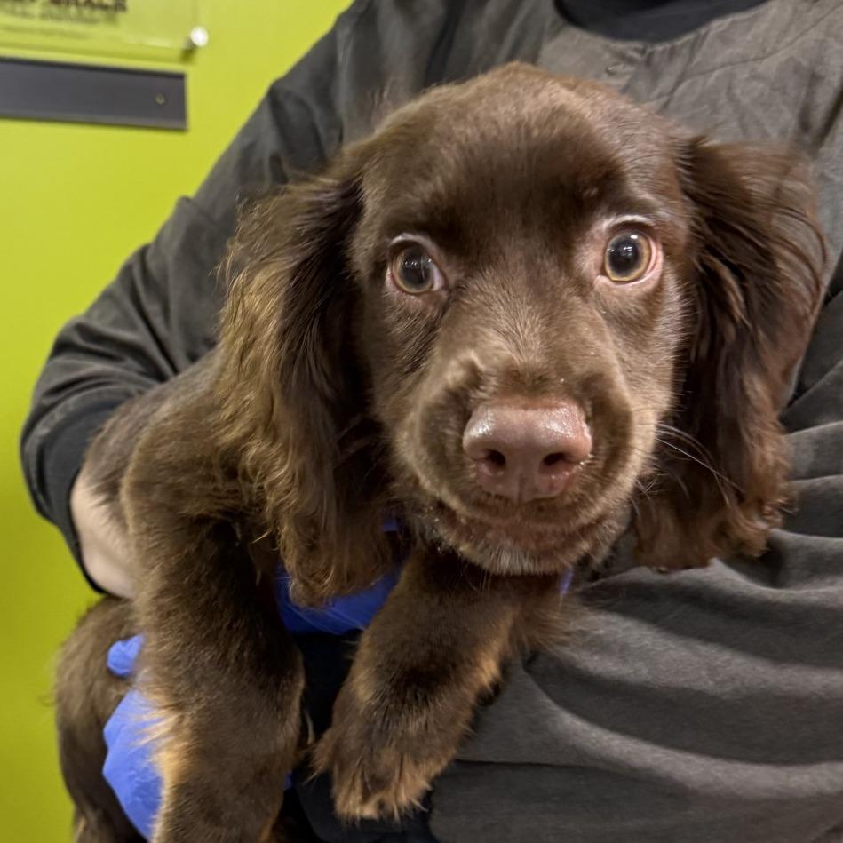 Enlarge Cannon, a Adoptable mixed breed in Saint Cloud, MN image 2/5