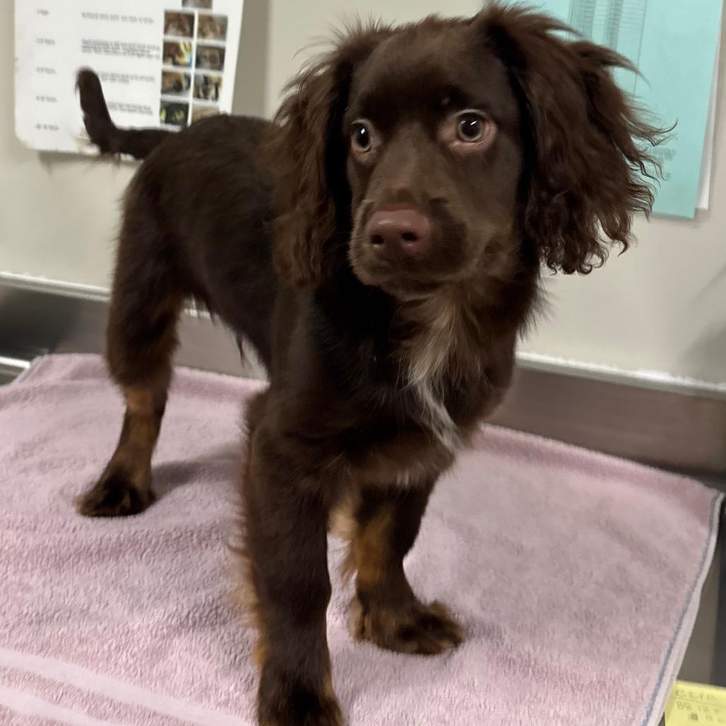 Enlarge Cannon, a Adoptable mixed breed in Saint Cloud, MN image 4/5