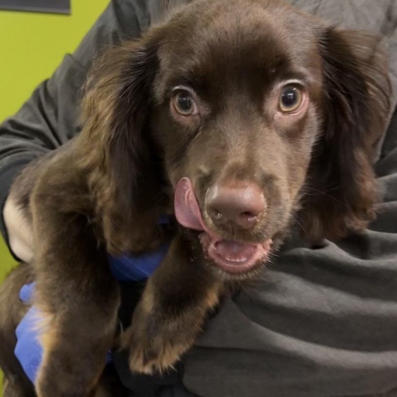 Enlarge Cannon, a Adoptable mixed breed in Saint Cloud, MN image 5/5