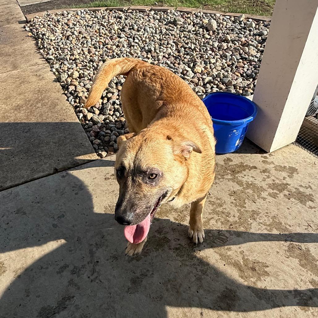 Mocha, Adoptable, Young Female Mixed Breed.