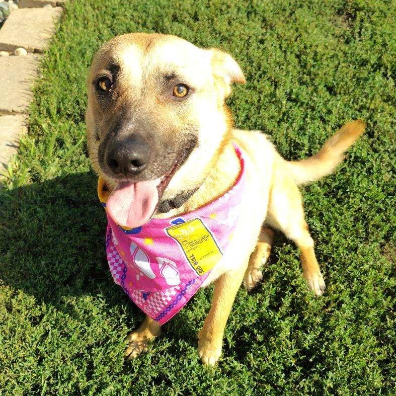 Enlarge Mocha, a Adoptable Mixed Breed in Carroll, IA image 2/6