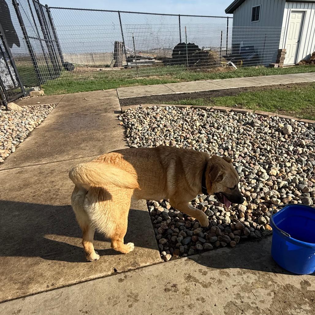 Enlarge Mocha, a Adoptable Mixed Breed in Carroll, IA image 3/6