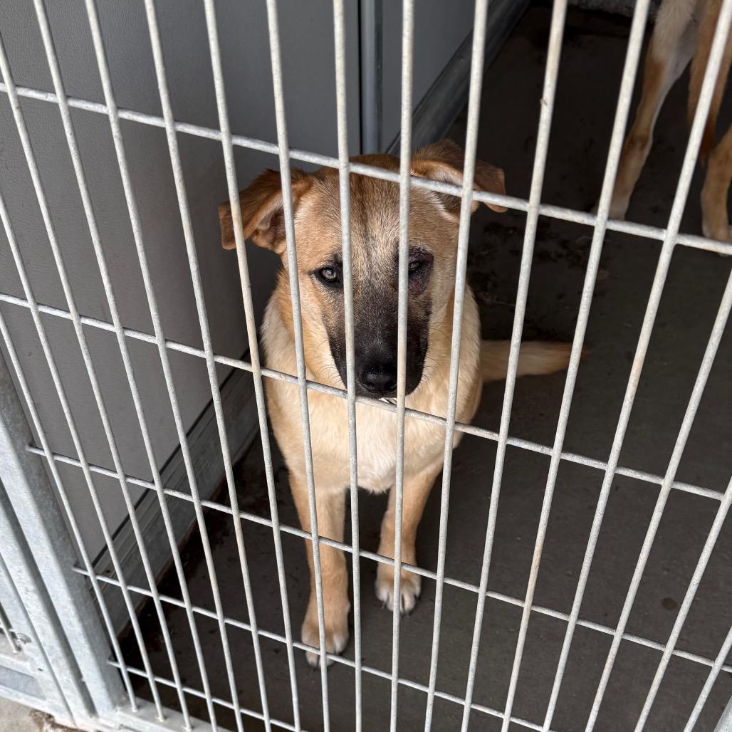 Enlarge Mocha, a Adoptable Mixed Breed in Carroll, IA image 4/6