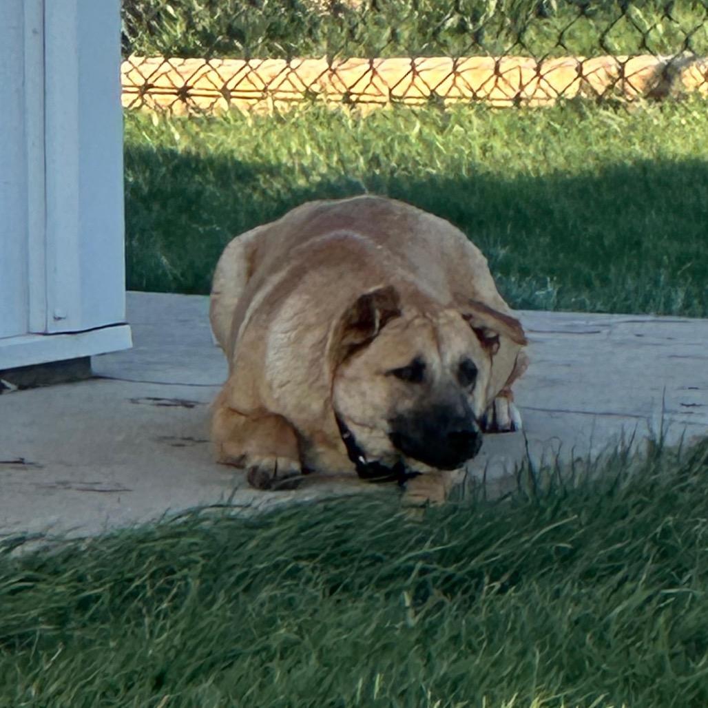 Enlarge Mocha, a Adoptable Mixed Breed in Carroll, IA image 5/6