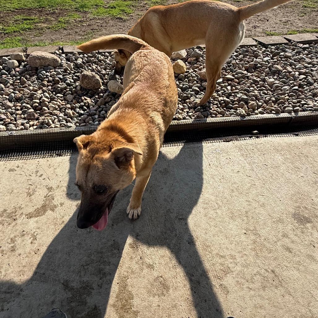 Enlarge Mocha, a Adoptable Mixed Breed in Carroll, IA image 6/6