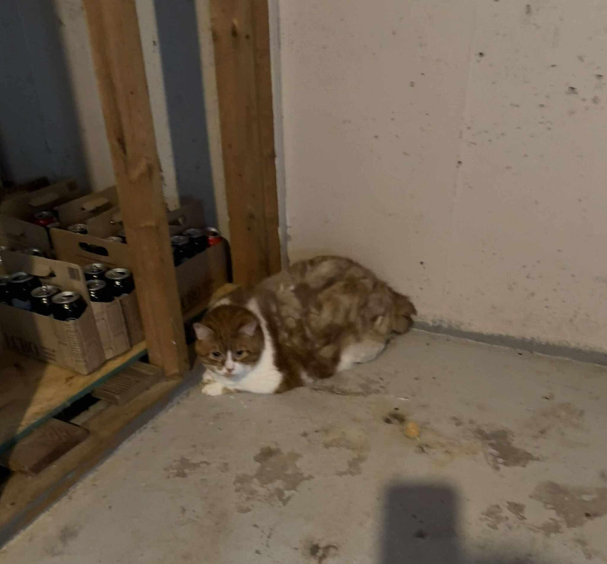 Enlarge Bandit, an adopted Domestic Medium Hair in Ottawa, ON image 5/5