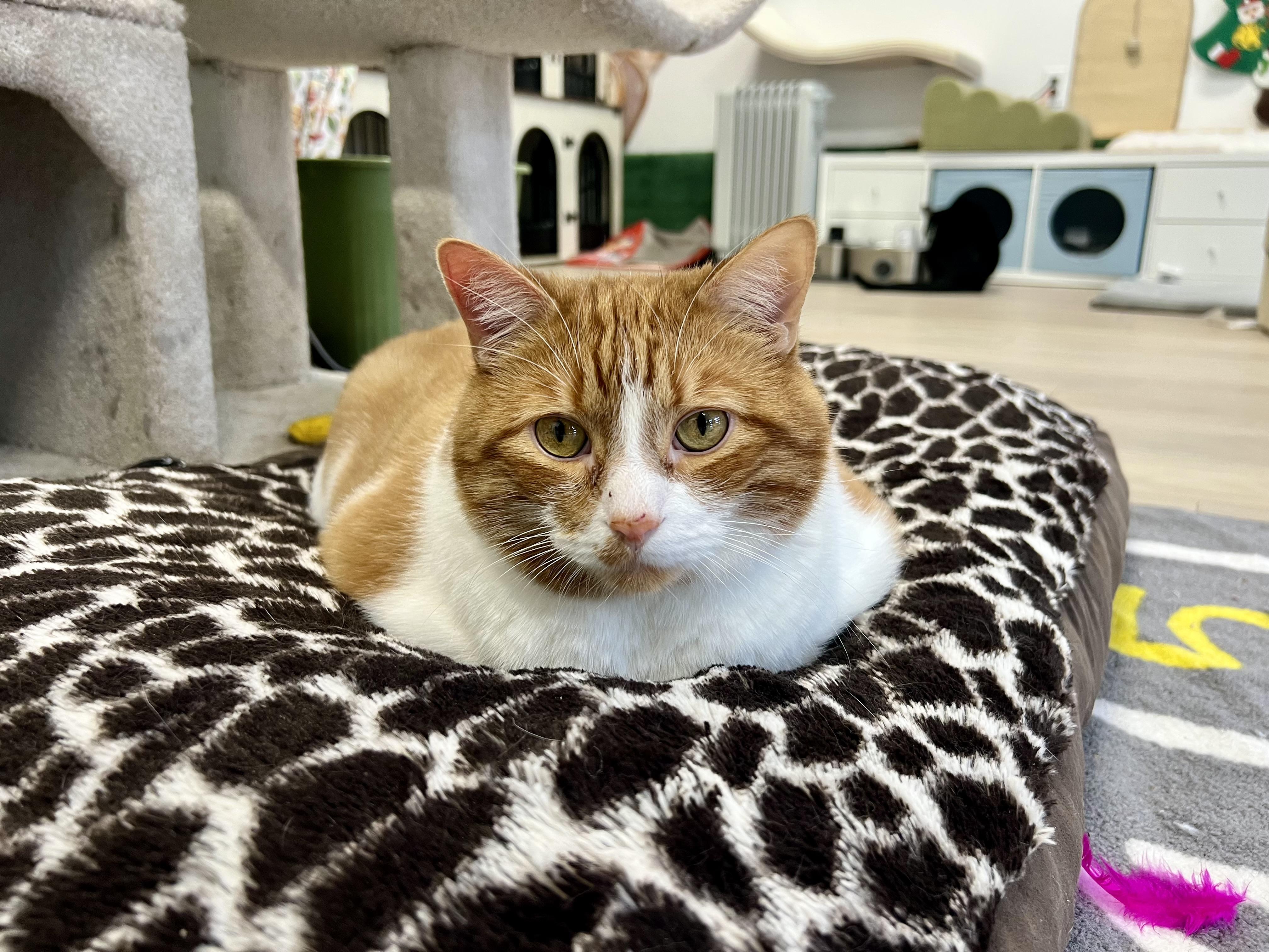 Enlarge Bandit, an adopted Domestic Medium Hair in Ottawa, ON image 1/5