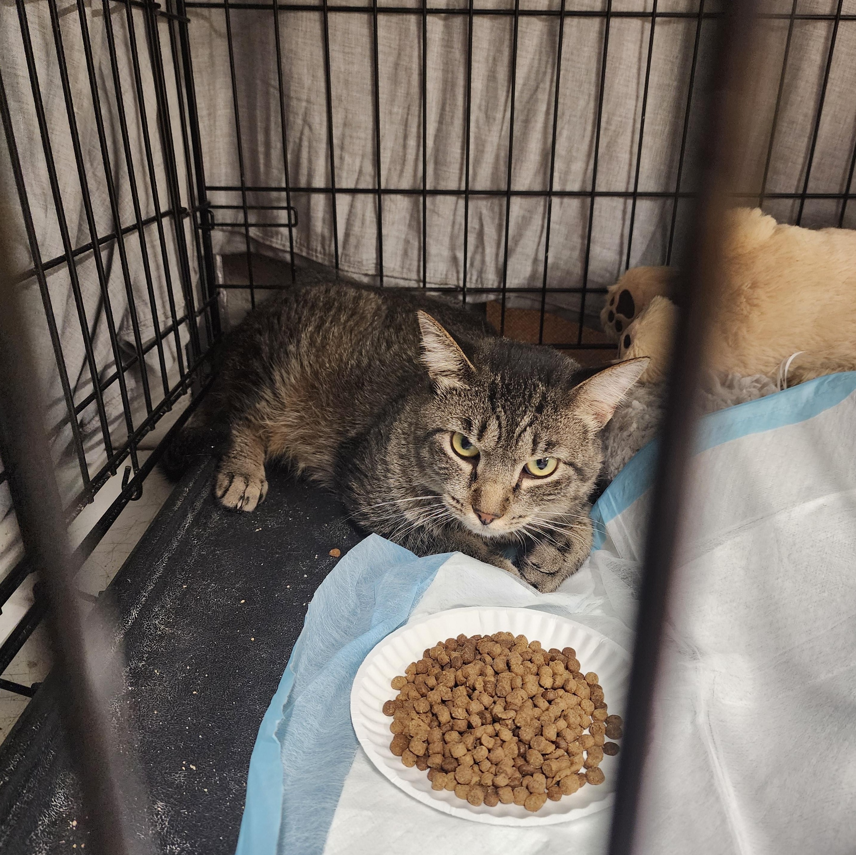 Asiago, a Adoptable American Shorthair in New York, NY image 2/5
