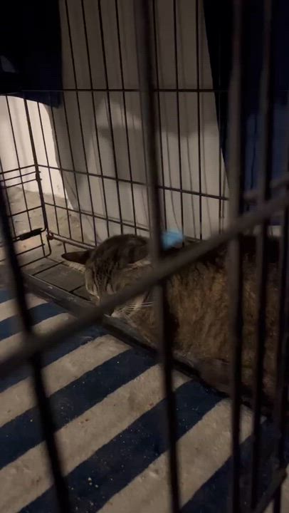 Enlarge Asiago, a Adoptable American Shorthair in New York, NY video 5/5