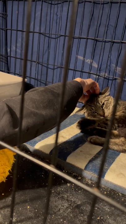 Enlarge Asiago, a Adoptable American Shorthair in New York, NY video 3/5