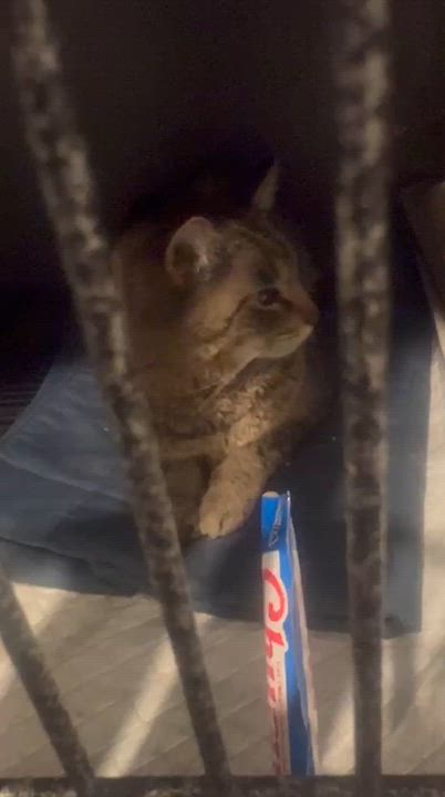 Enlarge Asiago, a Adoptable American Shorthair in New York, NY video 4/5