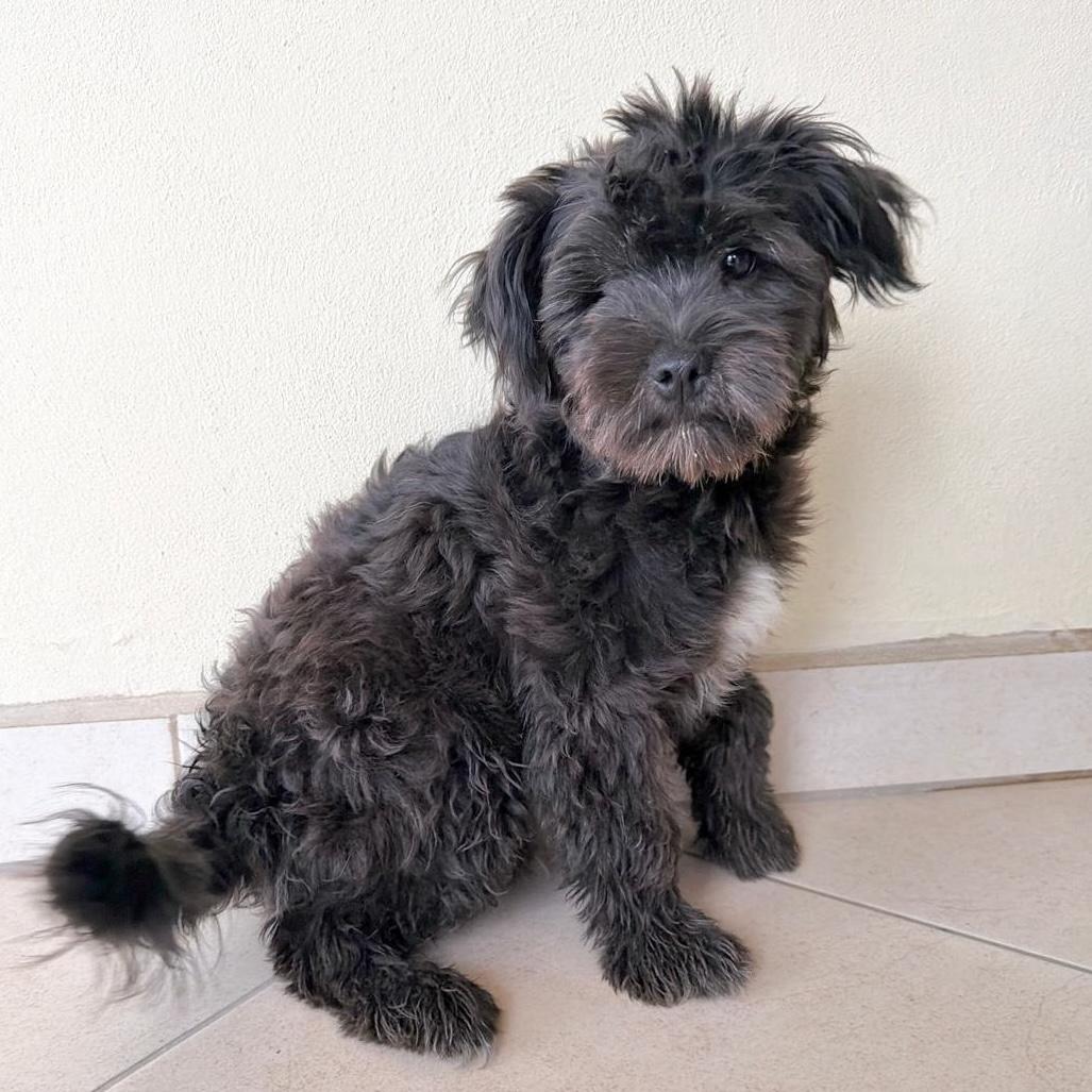 Enlarge Kiki, an adopted mixed breed in Sherwood, OR image 2/4