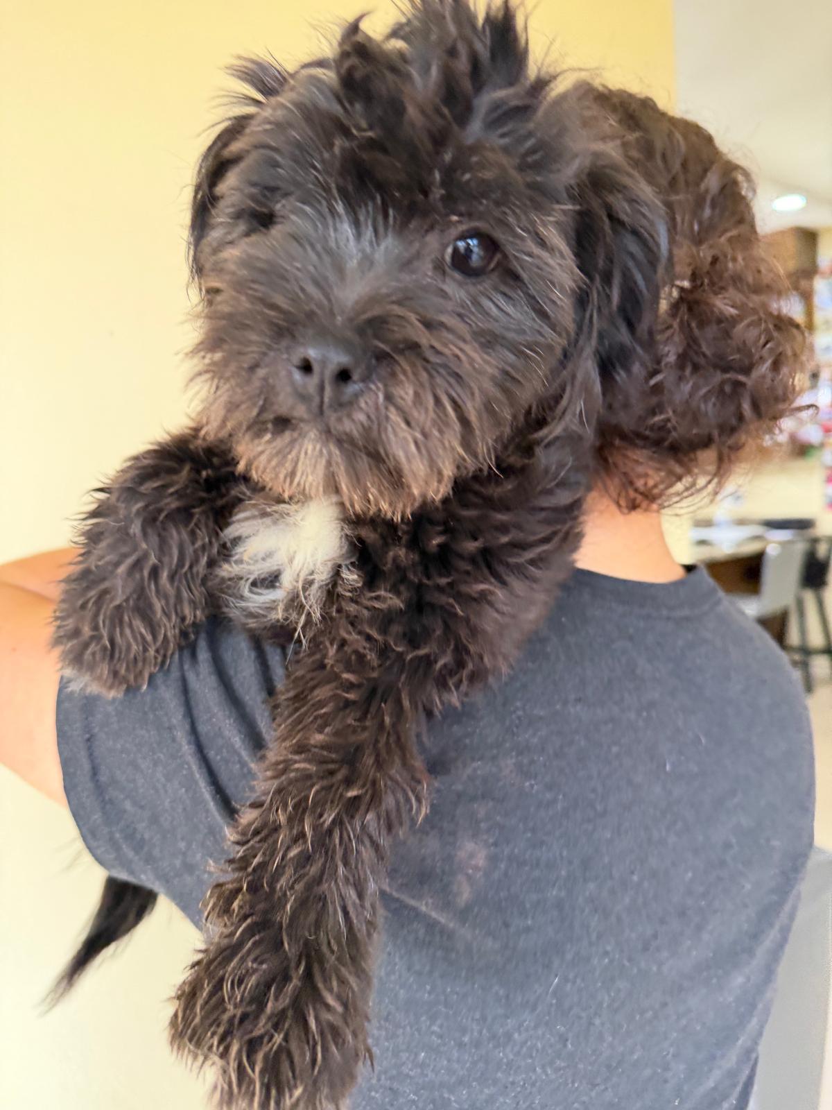 Enlarge Kiki, an adopted mixed breed in Sherwood, OR image 3/4