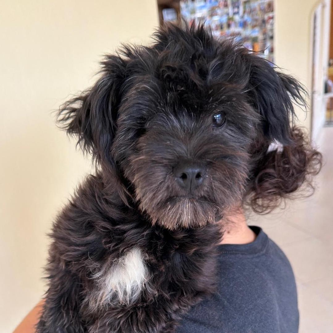 Kiki, adopted, Puppy Female Miniature Poodle & Miniature Schnauzer.