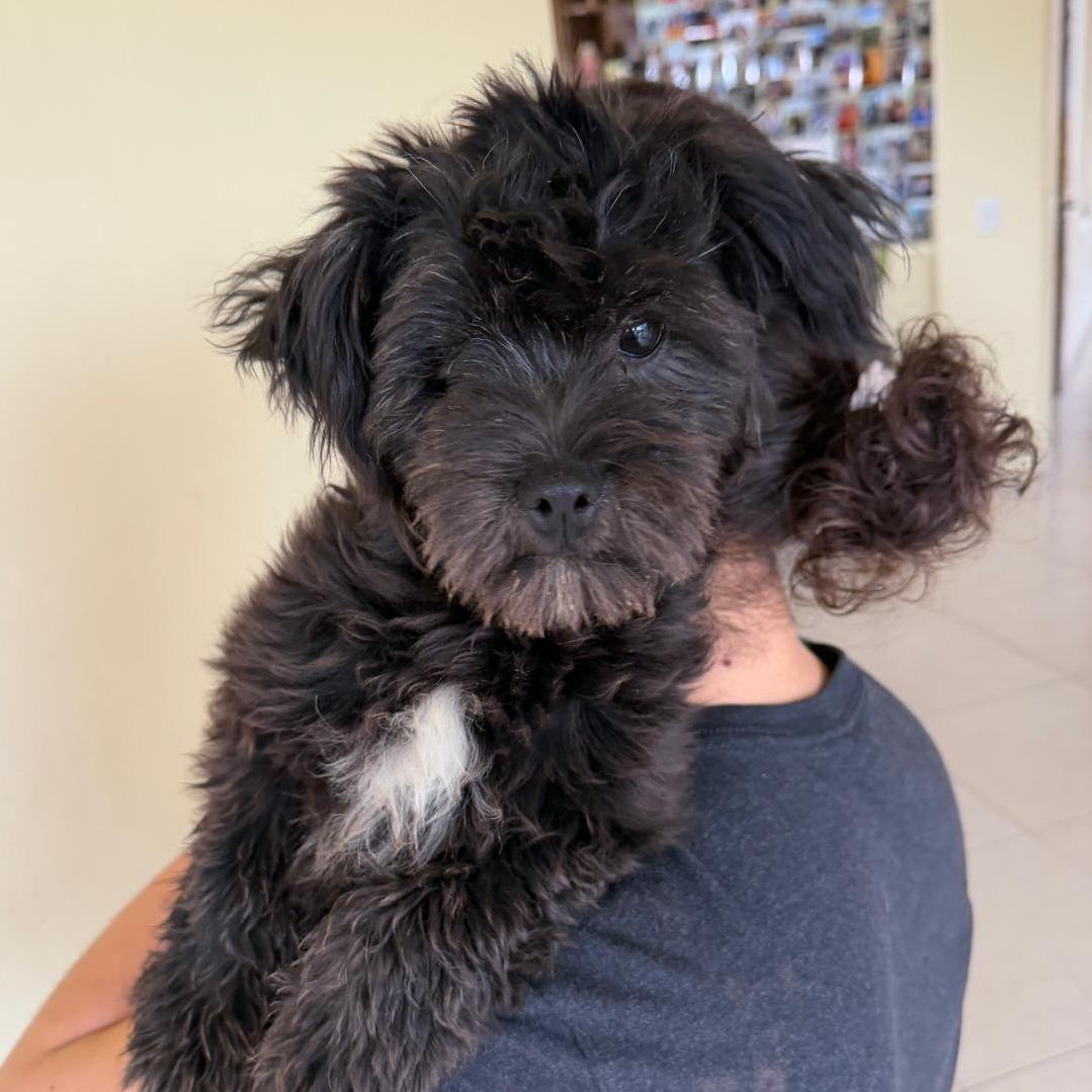 Enlarge Kiki, an adopted mixed breed in Sherwood, OR image 4/4