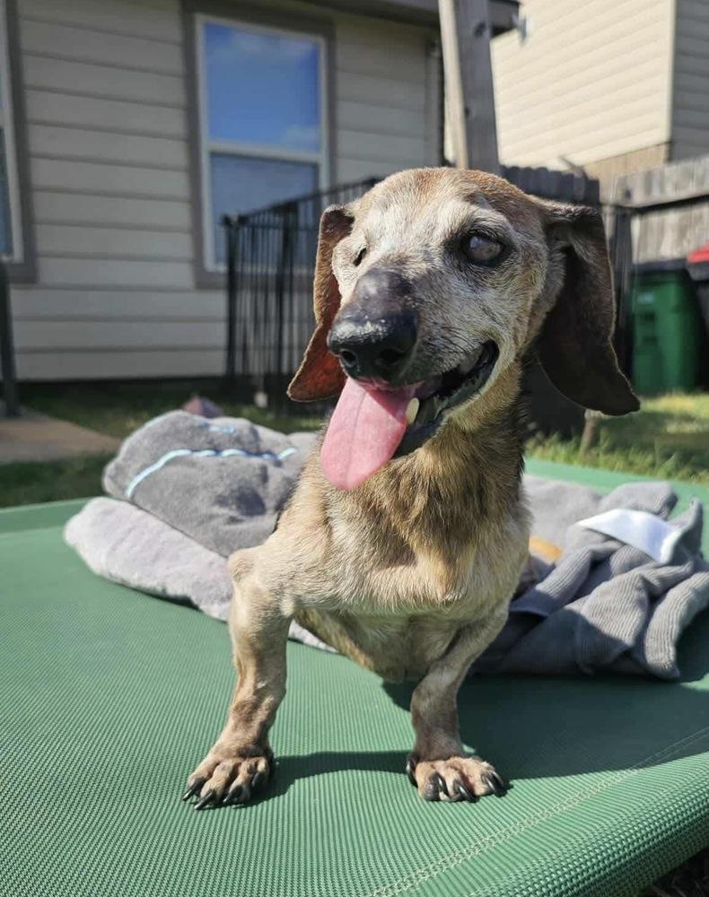 Rusty Cuddles, Adoptable, Senior Male Dachshund & Mixed Breed.