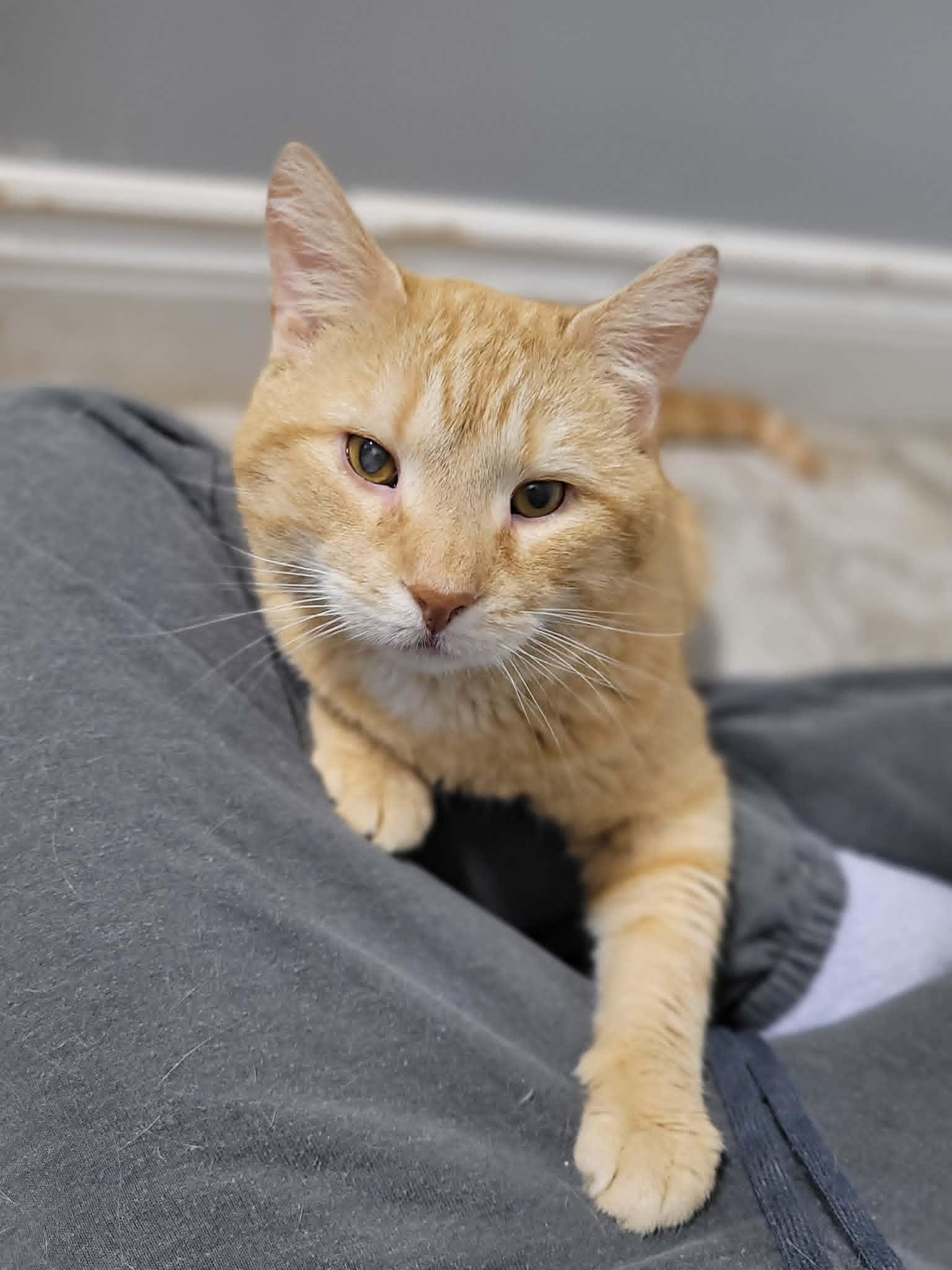 DAWSON (blind), ADOPTABLE, Adult Male Domestic Short Hair.