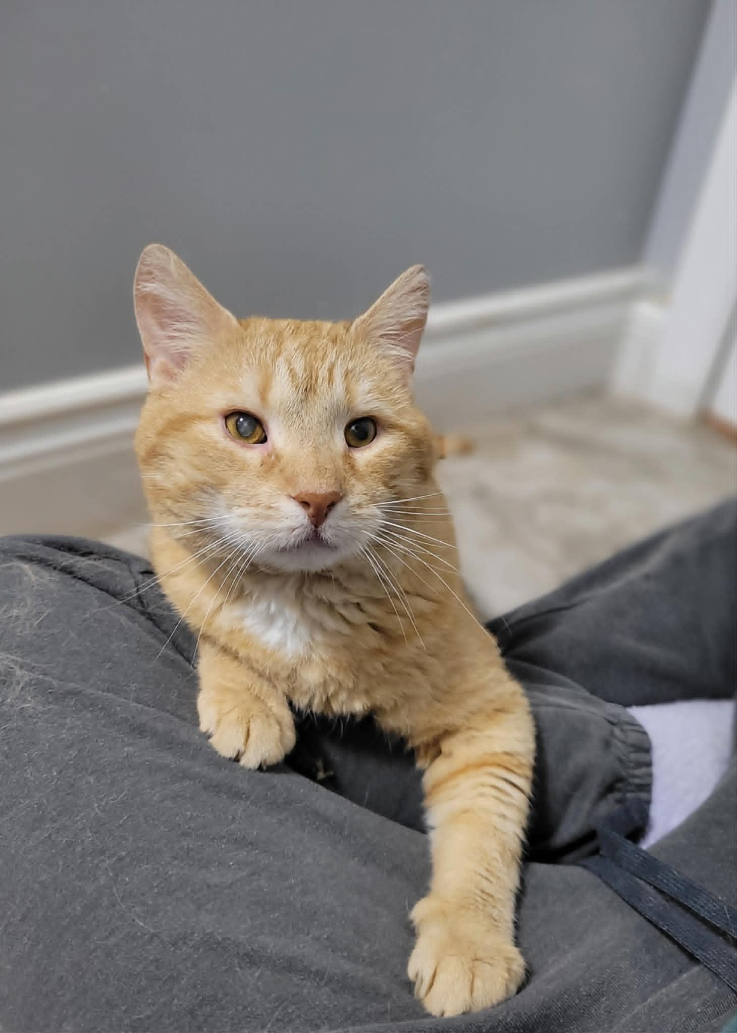 Enlarge DAWSON (blind), a ADOPTABLE Domestic Short Hair in Shakespeare, ON image 2/2