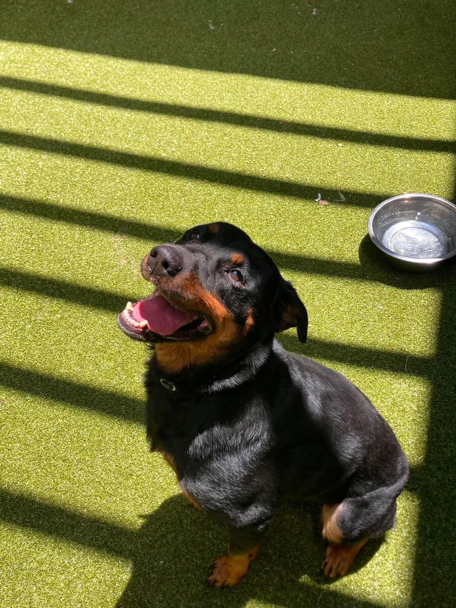 Enlarge Poppy, a Adoptable Rottweiler in Hillsboro, NH image 1/3